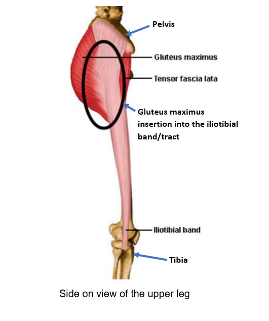 Iliotibial (IT) band syndrome - Frank Gilroy Physiotherapy